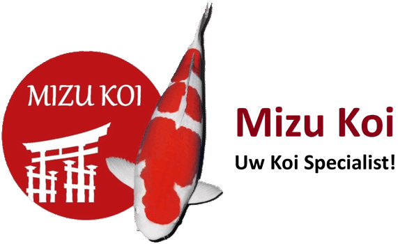 Mizu Koi